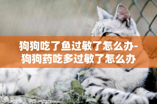 狗狗吃了魚過敏了怎么辦-狗狗藥吃多過敏了怎么辦