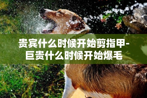 貴賓什么時候開始剪指甲-巨貴什么時候開始爆毛
