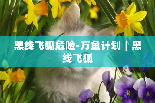 黑線飛狐危險-萬魚計劃｜黑線飛狐