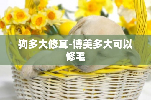狗多大修耳-博美多大可以修毛