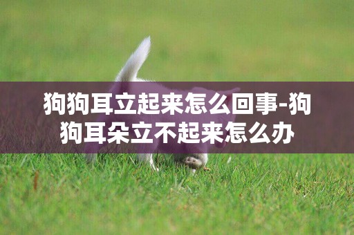 狗狗耳立起來怎么回事-狗狗耳朵立不起來怎么辦
