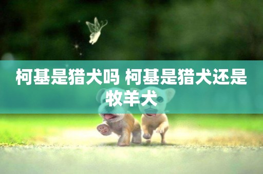 柯基是獵犬嗎 柯基是獵犬還是牧羊犬