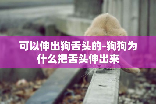 可以伸出狗舌頭的-狗狗為什么把舌頭伸出來