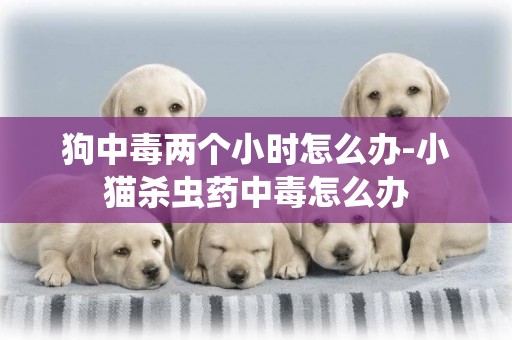 狗中毒兩個小時怎么辦-小貓殺蟲藥中毒怎么辦