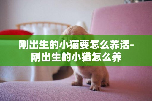 剛出生的小貓要怎么養活-剛出生的小貓怎么養