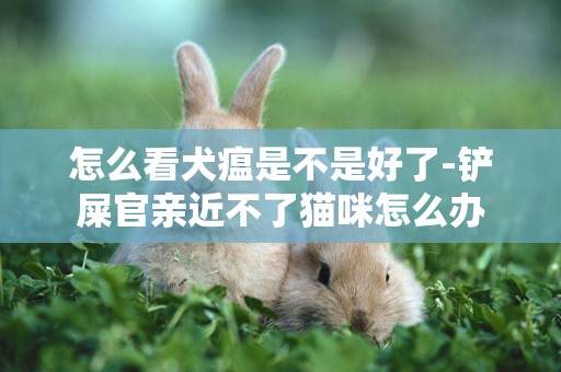 怎么看犬瘟是不是好了-鏟屎官親近不了貓咪怎么辦