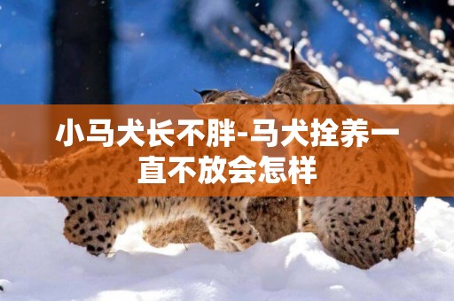 小馬犬長不胖-馬犬拴養一直不放會怎樣