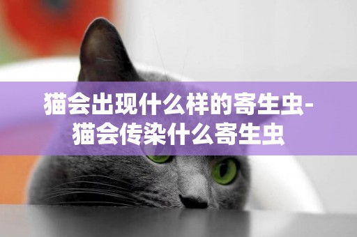 貓會出現什么樣的寄生蟲-貓會傳染什么寄生蟲