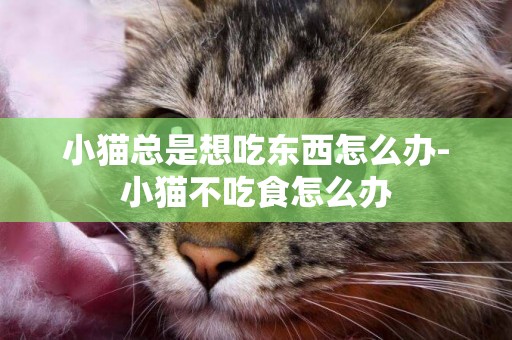 小貓總是想吃東西怎么辦-小貓不吃食怎么辦