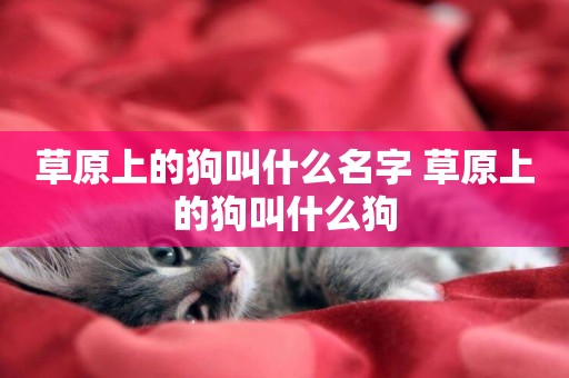 草原上的狗叫什么名字 草原上的狗叫什么狗