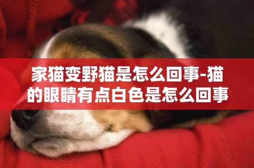 家貓變野貓是怎么回事-貓的眼睛有點白色是怎么回事