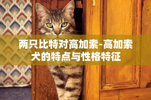 兩只比特對高加索-高加索犬的特點與性格特征