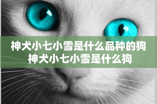 神犬小七小雪是什么品種的狗 神犬小七小雪是什么狗