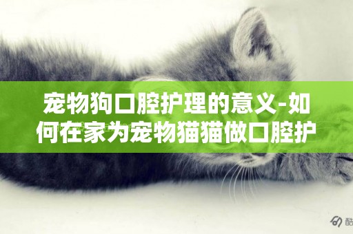 寵物狗口腔護理的意義-如何在家為寵物貓貓做口腔護理