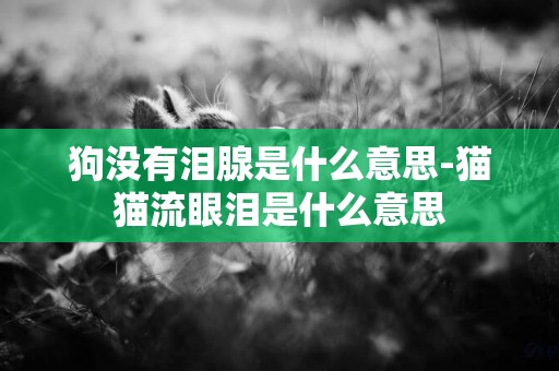 狗沒有淚腺是什么意思-貓貓流眼淚是什么意思