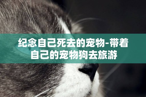 紀念自己死去的寵物-帶著自己的寵物狗去旅游
