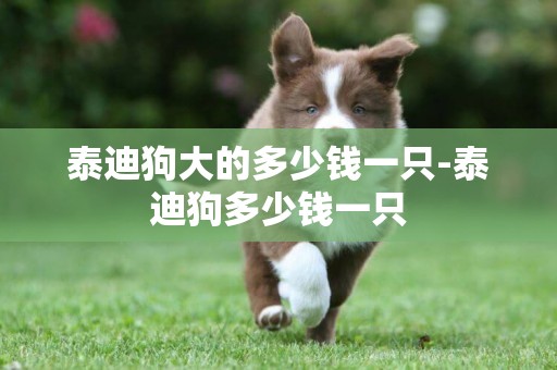 泰迪狗大的多少錢一只-泰迪狗多少錢一只