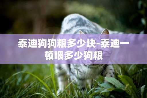 泰迪狗狗糧多少塊-泰迪一頓喂多少狗糧