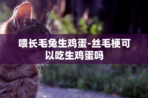喂長毛兔生雞蛋-絲毛梗可以吃生雞蛋嗎