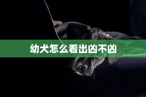 幼犬怎么看出兇不兇