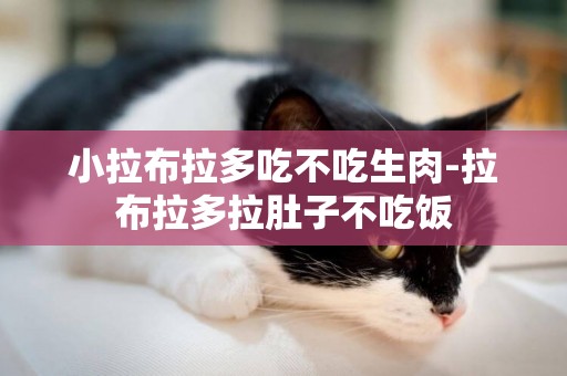 小拉布拉多吃不吃生肉-拉布拉多拉肚子不吃飯