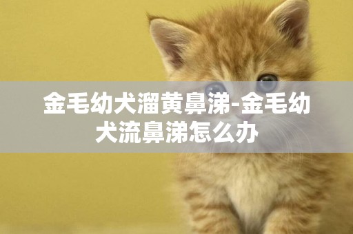 金毛幼犬溜黃鼻涕-金毛幼犬流鼻涕怎么辦