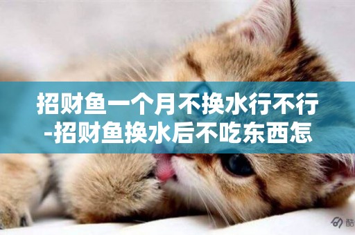 招財魚一個月不換水行不行-招財魚換水后不吃東西怎么辦