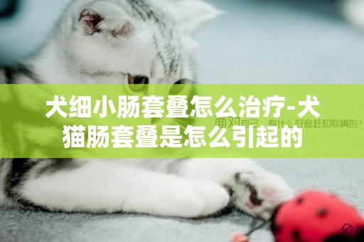 犬細小腸套疊怎么治療-犬貓腸套疊是怎么引起的