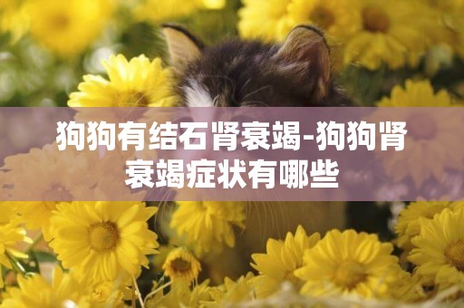 狗狗有結石腎衰竭-狗狗腎衰竭癥狀有哪些