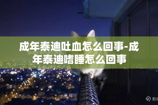 成年泰迪吐血怎么回事-成年泰迪嗜睡怎么回事