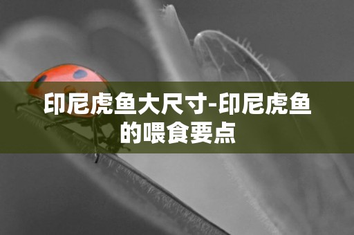 印尼虎魚大尺寸-印尼虎魚的喂食要點