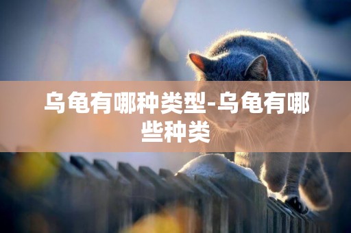 烏龜有哪種類型-烏龜有哪些種類