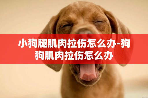 小狗腿肌肉拉傷怎么辦-狗狗肌肉拉傷怎么辦