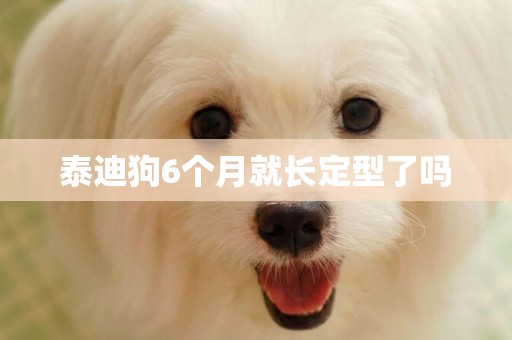 泰迪狗6個月就長定型了嗎