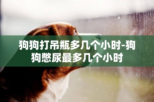 狗狗打吊瓶多幾個小時-狗狗憋尿最多幾個小時
