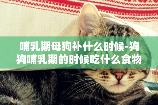 哺乳期母狗補什么時候-狗狗哺乳期的時候吃什么食物比較好
