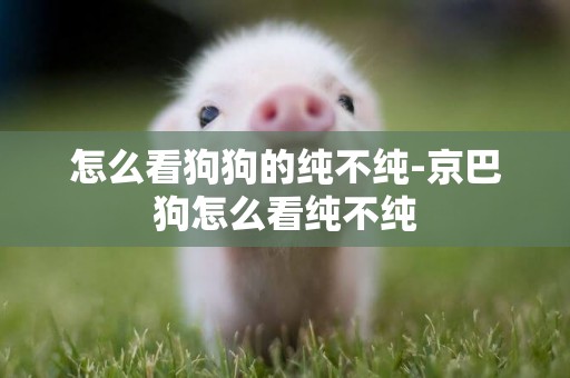 怎么看狗狗的純不純-京巴狗怎么看純不純