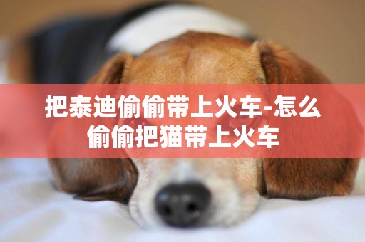 把泰迪偷偷帶上火車-怎么偷偷把貓帶上火車
