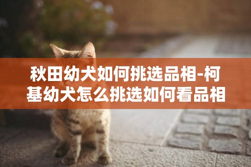 秋田幼犬如何挑選品相-柯基幼犬怎么挑選如何看品相