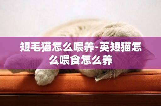 短毛貓怎么喂養-英短貓怎么喂食怎么養