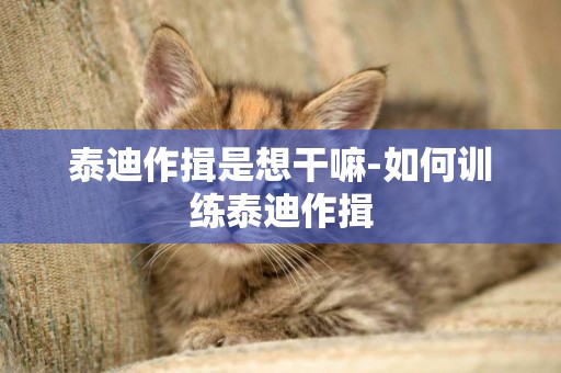 泰迪作揖是想干嘛-如何訓練泰迪作揖
