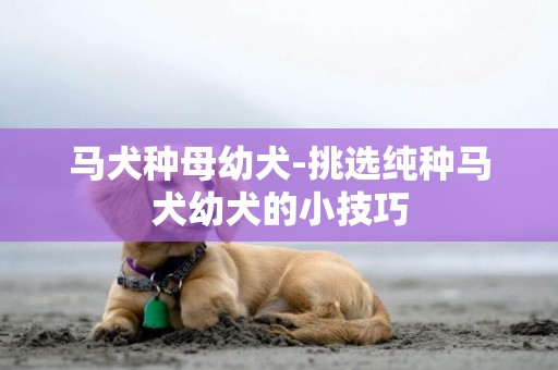 馬犬種母幼犬-挑選純種馬犬幼犬的小技巧