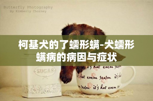 柯基犬的了蠕形螨-犬蠕形螨病的病因與癥狀