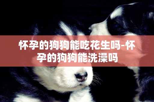 懷孕的狗狗能吃花生嗎-懷孕的狗狗能洗澡嗎