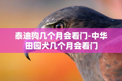 泰迪狗幾個月會看門-中華田園犬幾個月會看門
