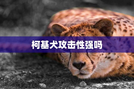 柯基犬攻擊性強嗎