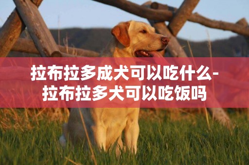 拉布拉多成犬可以吃什么-拉布拉多犬可以吃飯嗎