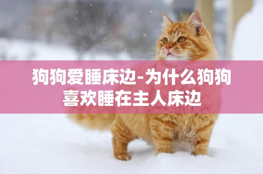 狗狗愛睡床邊-為什么狗狗喜歡睡在主人床邊