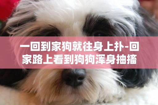 一回到家狗就往身上撲-回家路上看到狗狗渾身抽搐