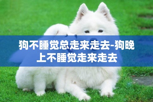 狗不睡覺總走來走去-狗晚上不睡覺走來走去